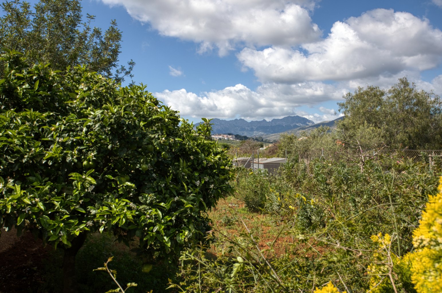 Property Title for Sale